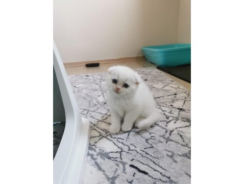 Dişi Kedimize Yuva Arıyoruz