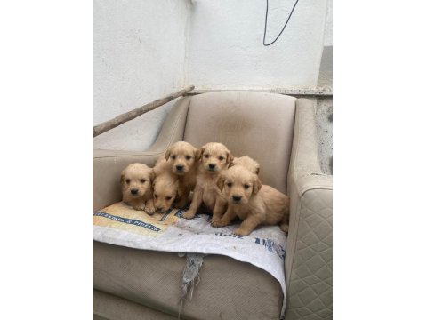 Golden Retriever Yavrular Irk Sağlık Garantili