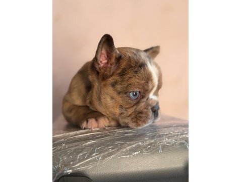 Erkek French Bulldog Köpeği