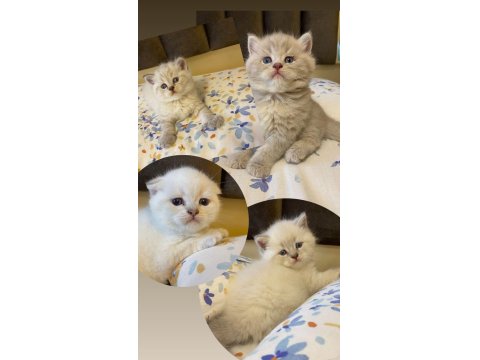 Blue Point Kedilerim Sahibini Arıyor