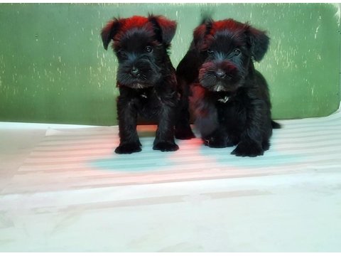 Minyatür Schnauzer Yavru