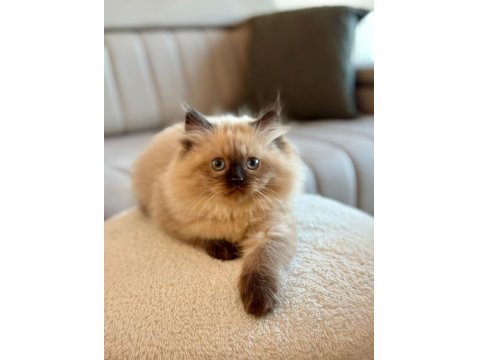 2 Aylık Yavru Chinchilla Melezi Kedimiz