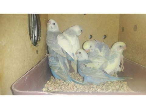 Yavru Muhabbet Kuşları