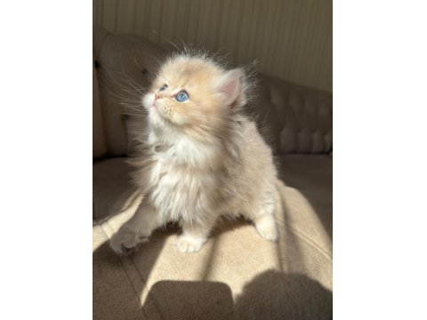 Sevmeye Doyamayacağınız O Bebek Kedimiz