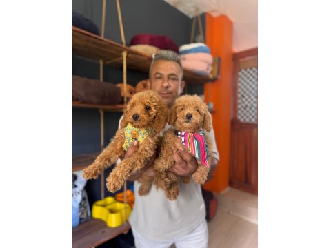 Poodle Bebeklerimiz İçin Acele Edin