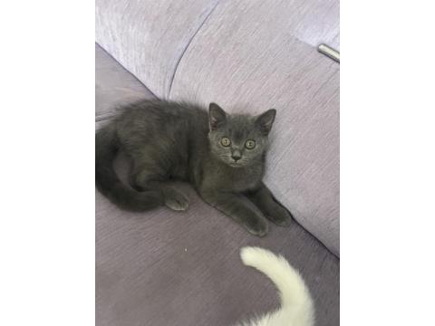 British Shorthair 3 Aylık Dişi Kedimiz