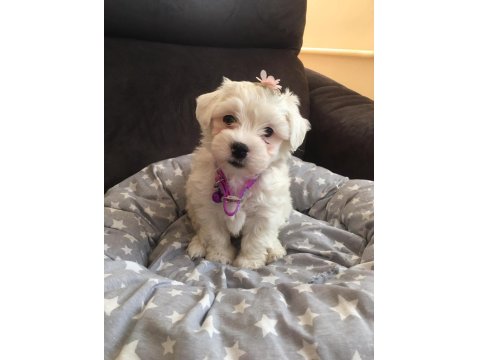 Maltese Terrier Yavrularımız
