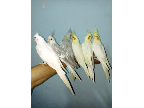 Ev Üretimi Yerli Sultan Papağan Yavruları