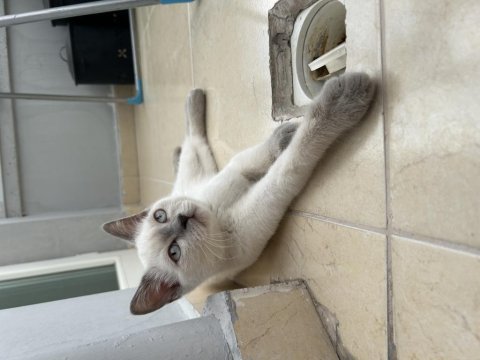 3.5 Aylık Blue Point Scottish Fold