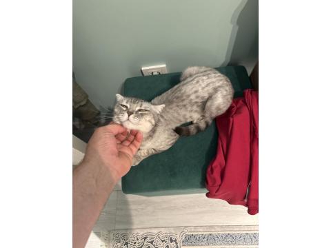 British Shorthair 2 Yaşında Dişi Kısırlaştırılmış