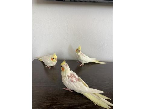 Yavru Sultan Papağanı 2 Aylık