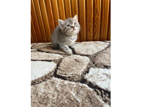 Gri British Shorthair Güzellikler