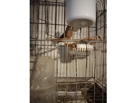 Her Tür Kanarya Vardır