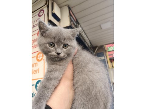2 Adet Dişi British Shorthair Yavrular