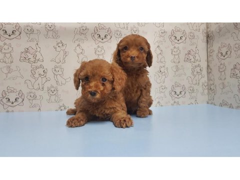 Yavru Toy Poodle