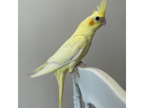 Sultan Papağanı Sahiplendirilecektir