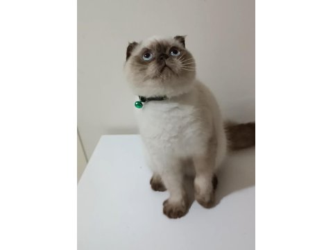 Top Kafa Scottish Fold Erkek