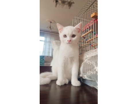 British Beyaz Erkek Kedimiz