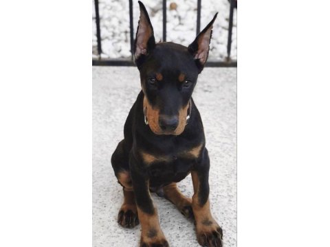Sağlık Ve Irk Garantili Dobermanlar