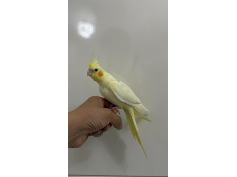 Sultan Papağanlarımız Sahiplendirilecek