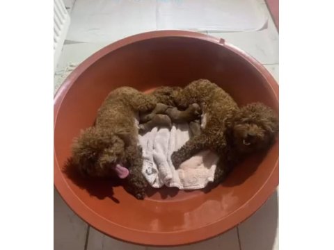 Orjinal Poodle Yavrular