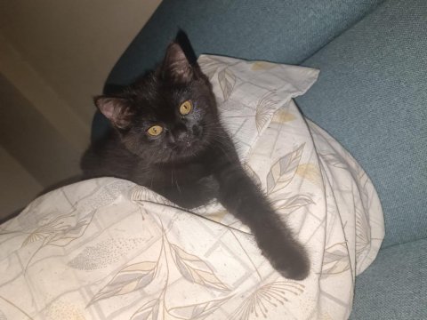 British Shorthair İzmir Ücretsiz