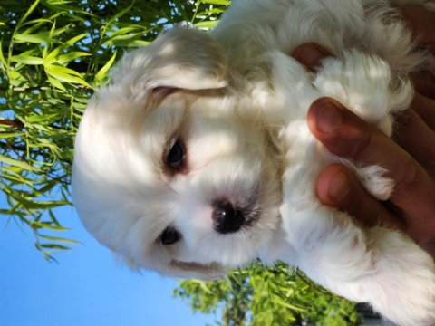 Mini Boy Maltese Bebekler