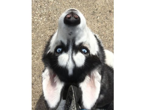 Mavi Boncuk Husky Kimdeyse Benim Gönlüm Ondadır