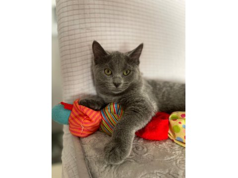Acil Yavru Russian Blue İlanımız