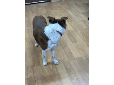 Köpeğimiz Jesy Yeni Yuvasını Ve Oyun Arkadaşını Arıyor!