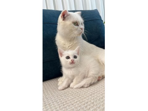 Kedilerimizi Sahiplendiriyoruz