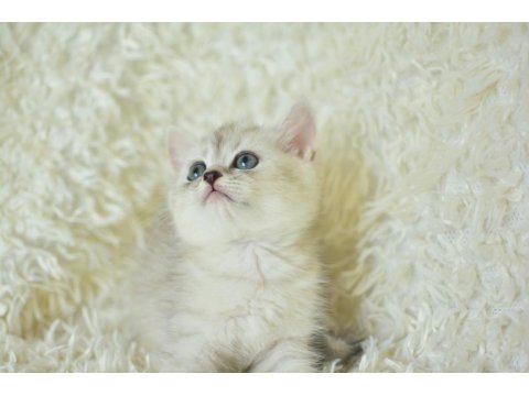 Muhteşem Tatlı Silver British Shorthair