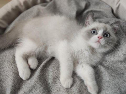 Mavi Gözlü Safkan Erkek Ragdoll Yavrusu