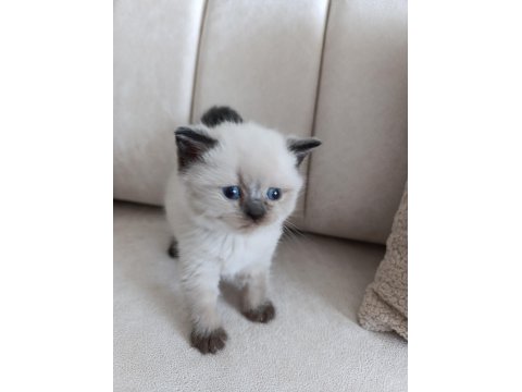 British Shorthair Yavrular