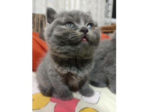 British Shorthair Yavrular Yeni Yuvalarını Arıyorlar
