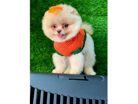 Orijinal Güler Yüzlü Show Kalite Pomeranian Yavrumuz