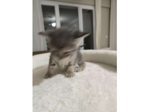 Yavru Tekir Kedilerimiz