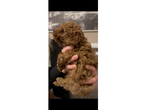 Kore Poodle Yavrular Sağlık Garantili