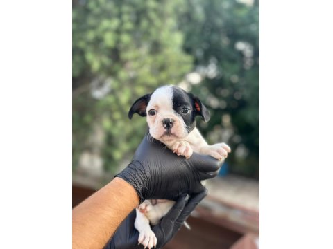 Aa+ Kalite French Bulldog