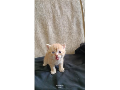 Yuvaya Değil, Bir Kalbe Misafir Olacak Golden Erkek British Yavru Rezervasyona Açıldı