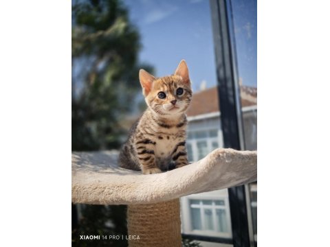 Safkan Wcf Şecereli Gold-Brown Bengal Henüz İki Aylik
