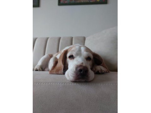 3 Yaşında Dişi Kısırlaştırılmış Beagle