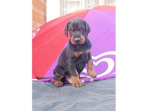 Üst Düzey A Şecereli Doberman Yavruları