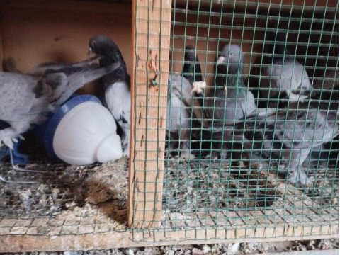 15 Adet Oyun Kuşu Sahiplendirilecek