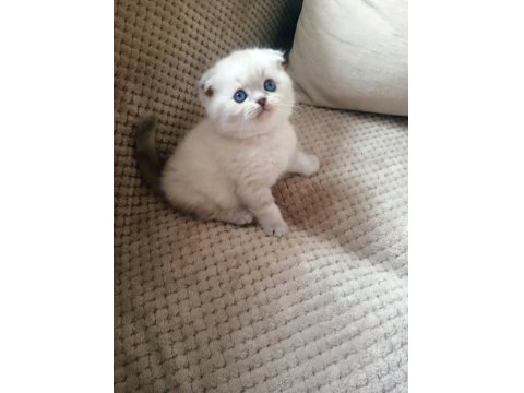 Scottish Fold Lynx Point Top Kafa
