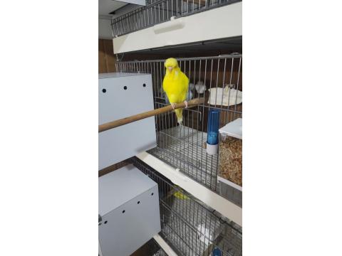 Jumbo Muhabbet Kuşu