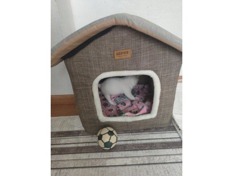 Kar Beyazı Chihuahua Yavrumuz Yuva Arıyor