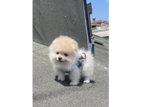 Ayı Surat Pomeranian Boo Yavrular