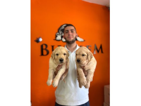 Golden Retriever Severler Için Minik Kalpler