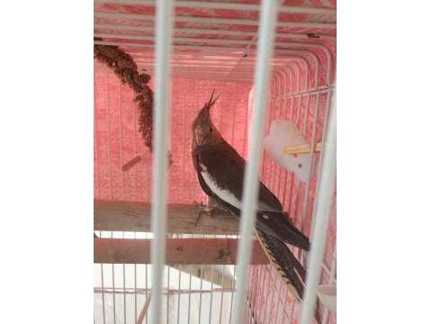 Sevimli Sultan Papağanı Yavrular